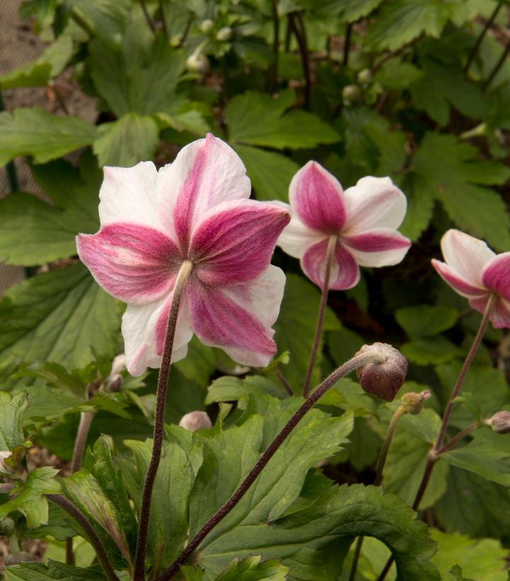 Anemone 'Dainty Swan'