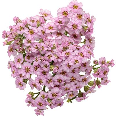 Achillea hybrid 'Firefly Amethyst'