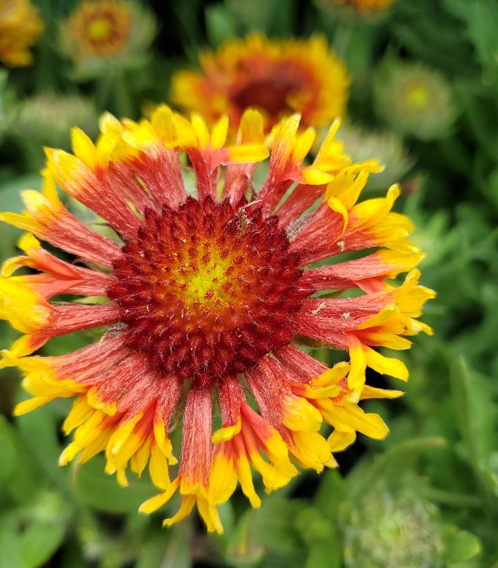 Gaillardia Spintop 'Copper Sun'