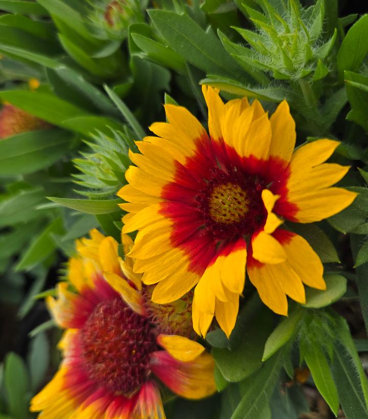 Gaillardia aristata Spintop 'Red Starburst'
