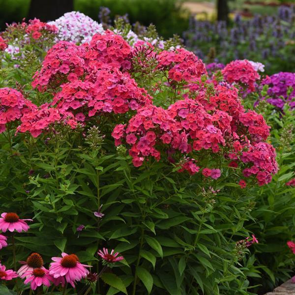 Phlox paniculata Ka-Pow® Pink