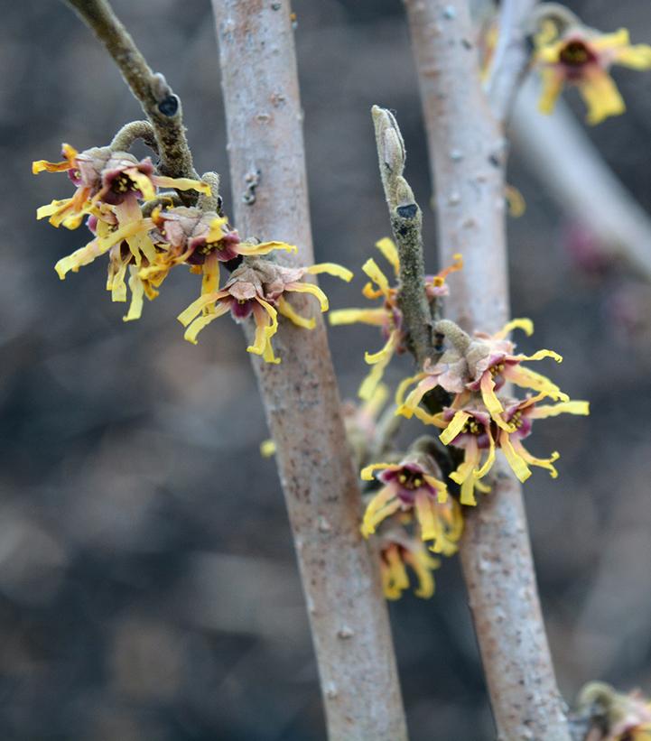 Hamamelis vernalis 
