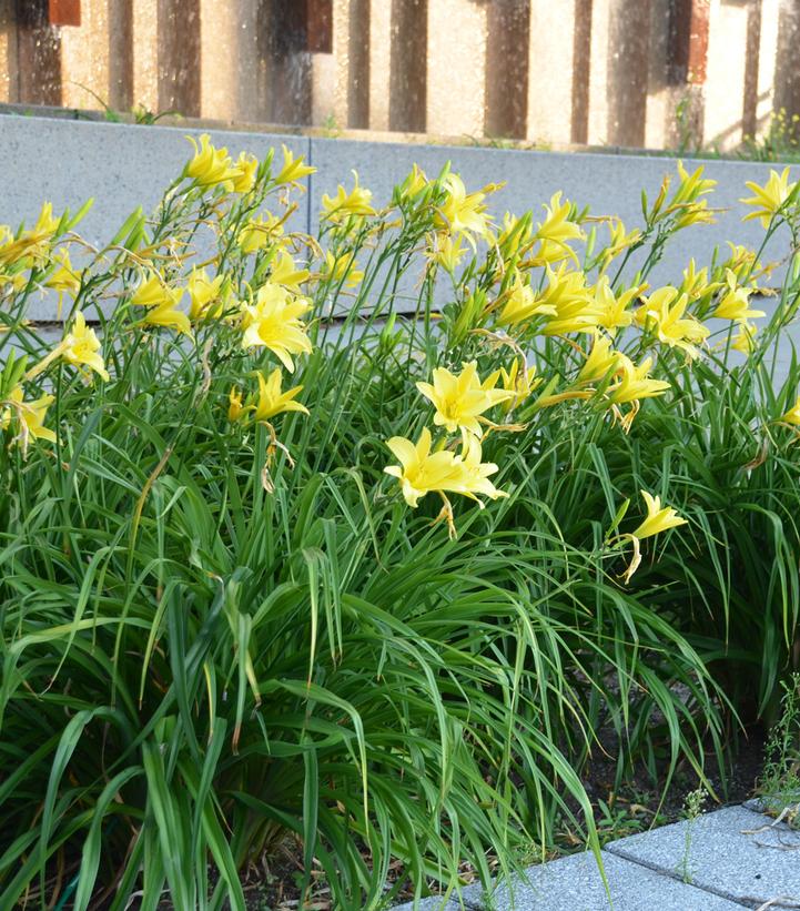 Hemerocallis Hyperion-Yellow