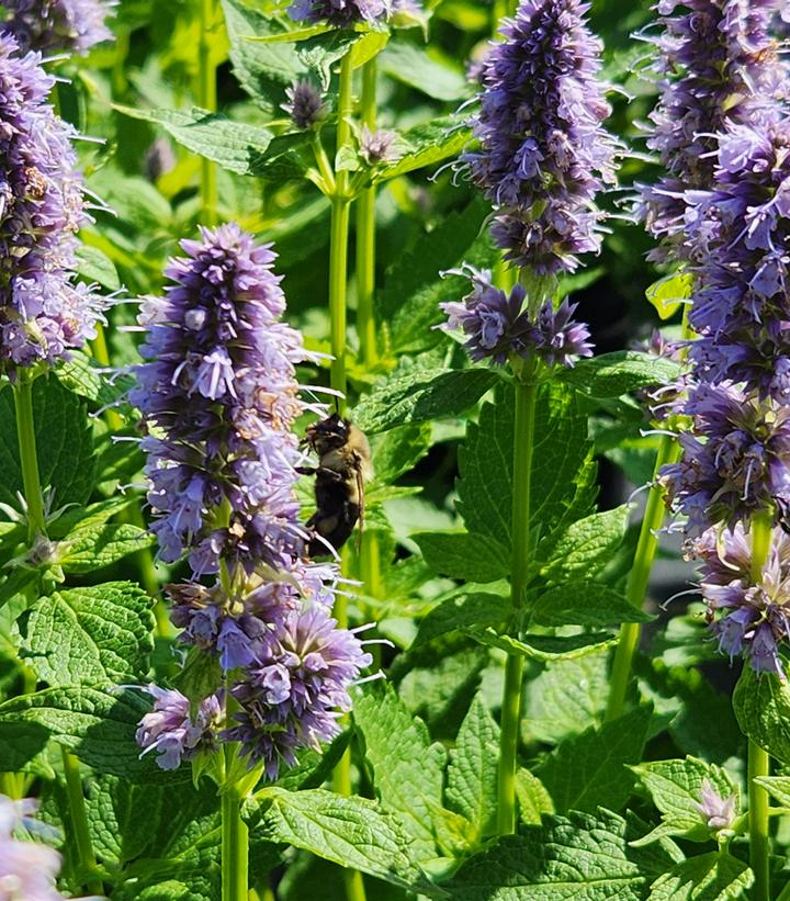 Agastache x 'Blue Fortune'