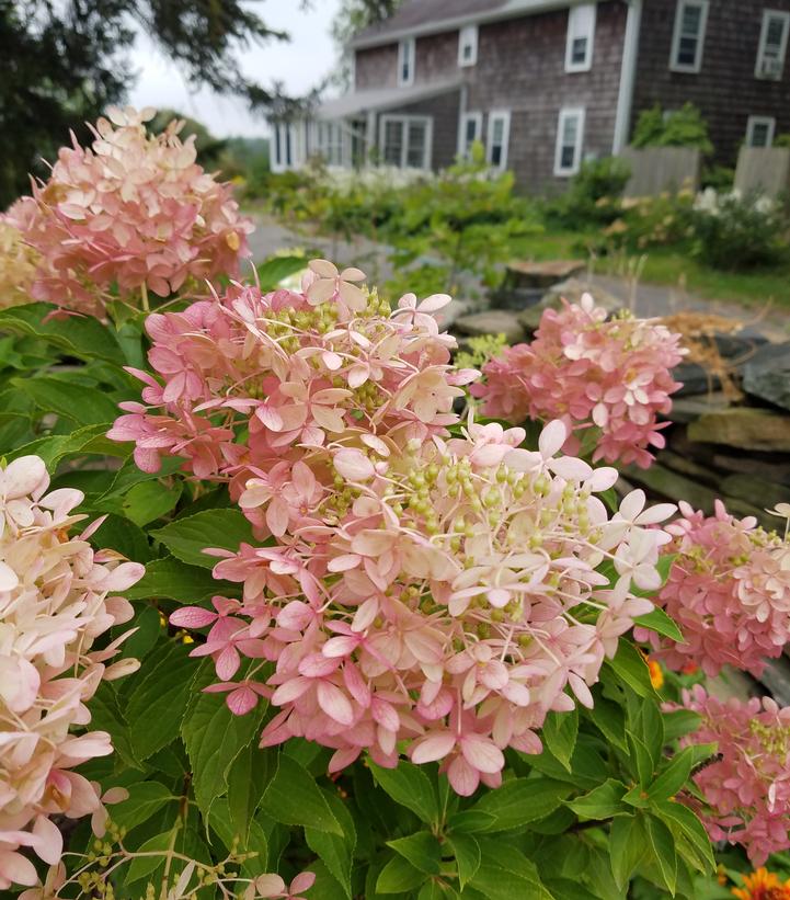 Hydrangea x pan. 'Phantom'