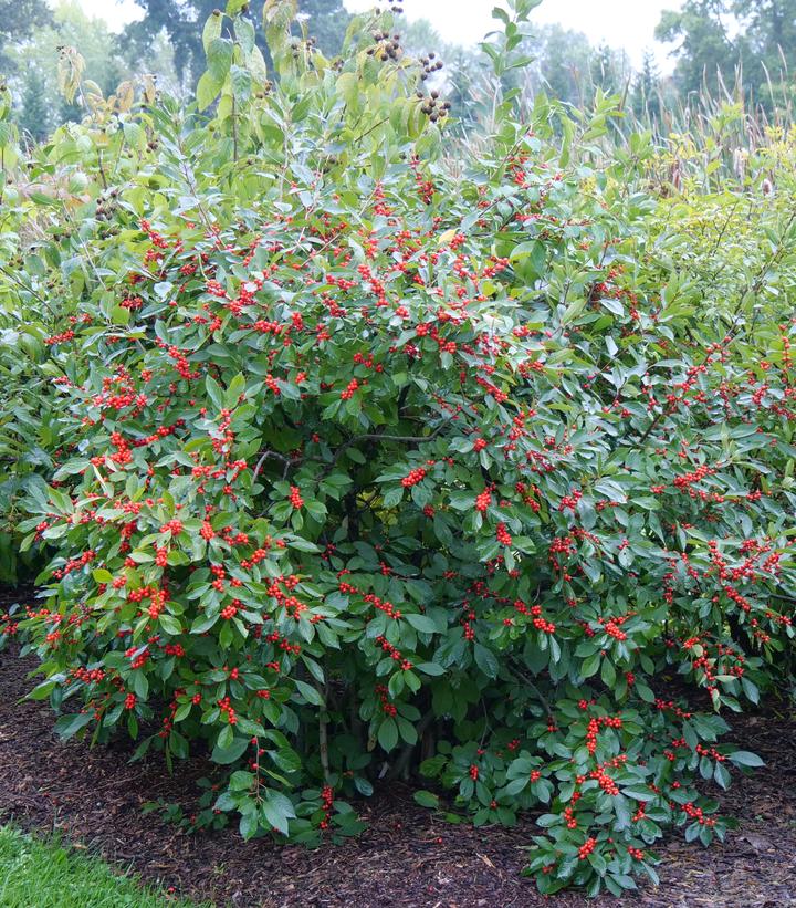 Ilex verticillata Berry Heavy®