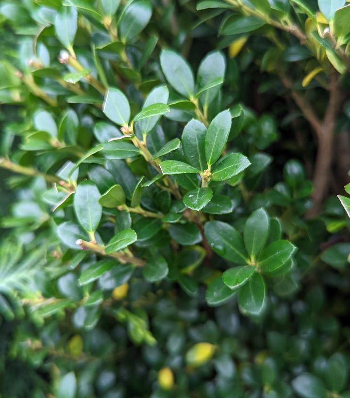 Ilex crenata Steeds