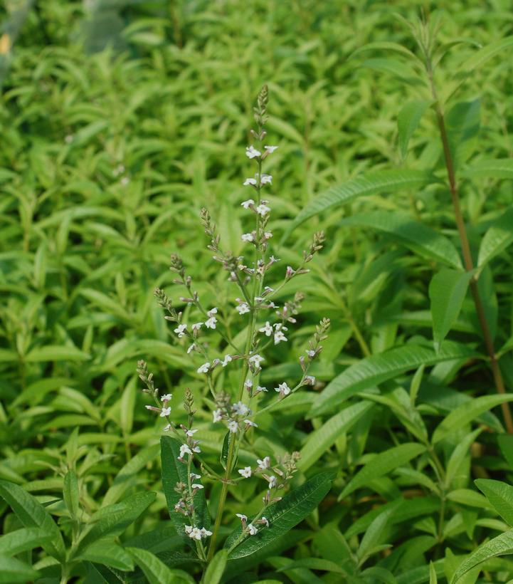 Organic Aloysia triphylla Lemon Verbena Plants from Mountain Valley Growers