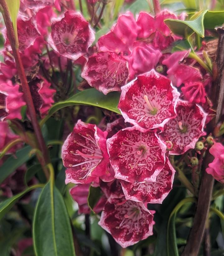 Kalmia latifolia Kaleidoscope