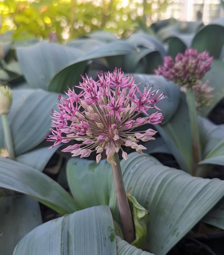 Allium karataviense 