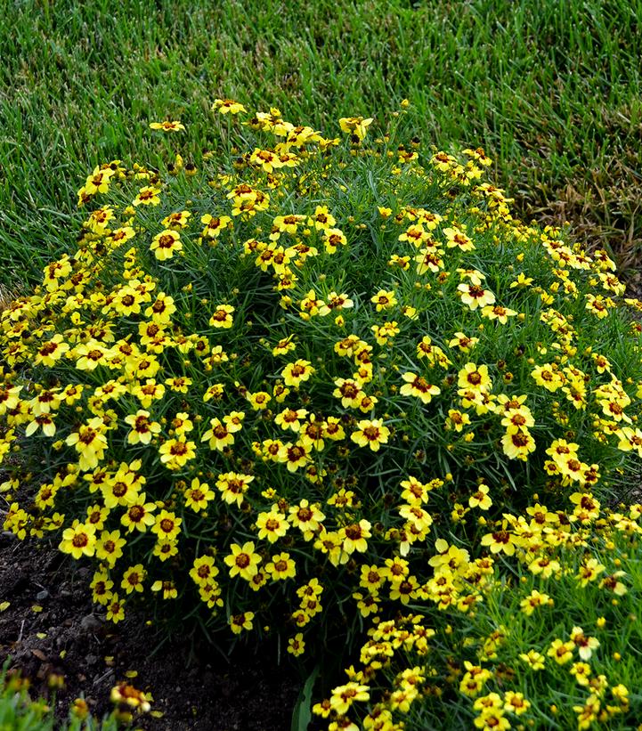 Coreopsis verticillata Sizzle & Spice® 'Sassy Saffron'