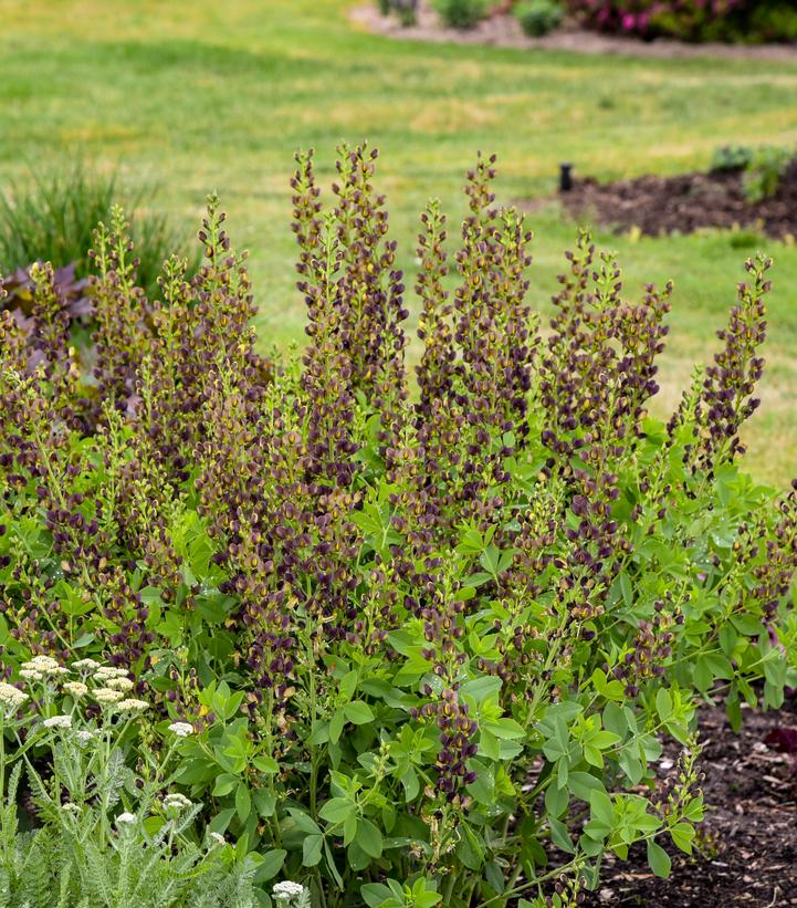 Baptisia x Decadence® 'Dark Chocolate'