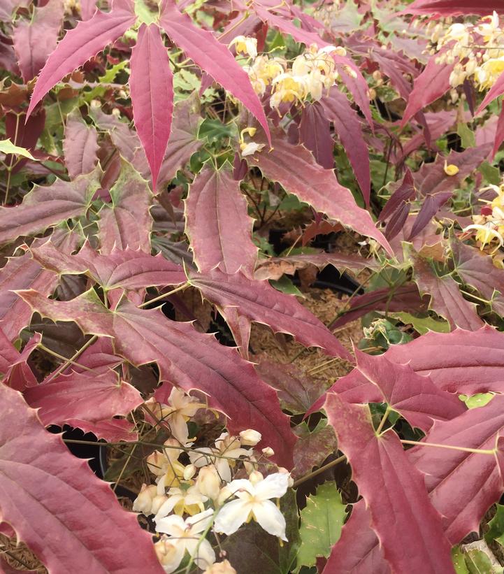 Epimedium wushanense 'Sandy Claws'