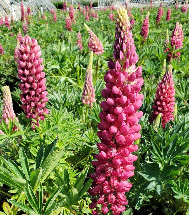 Lupinus Gallery Red