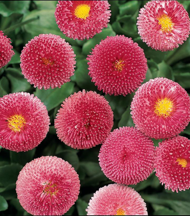 Bellis perennis Bellissima™ Rose