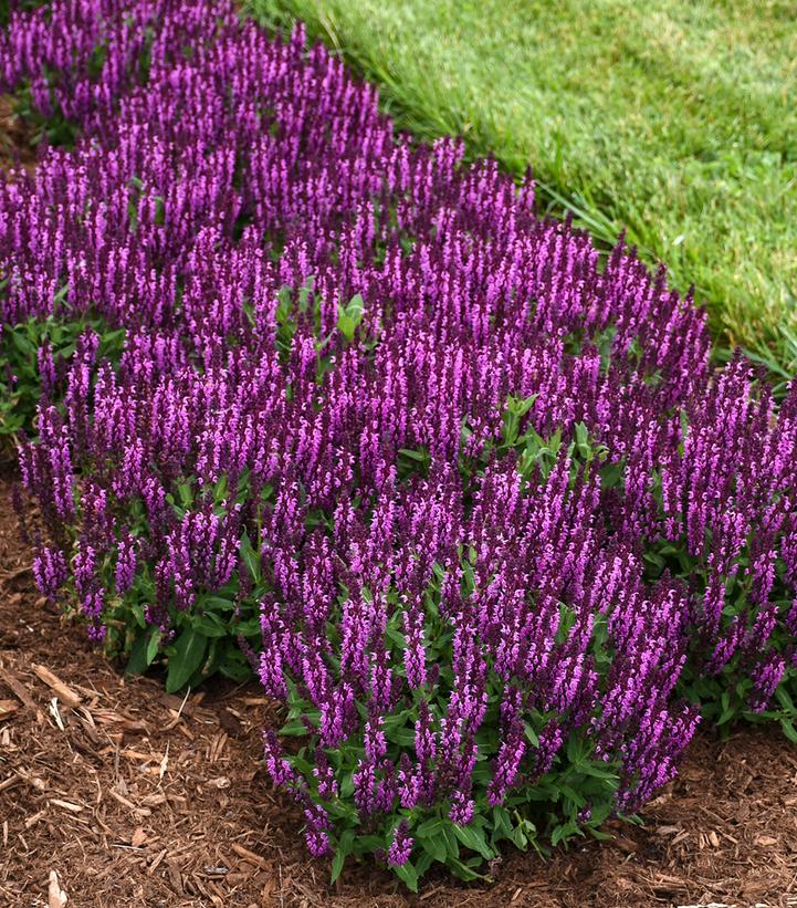 Salvia 'Bumbleberry' Bumbleberry Garden Sage from Prides Corner Farms