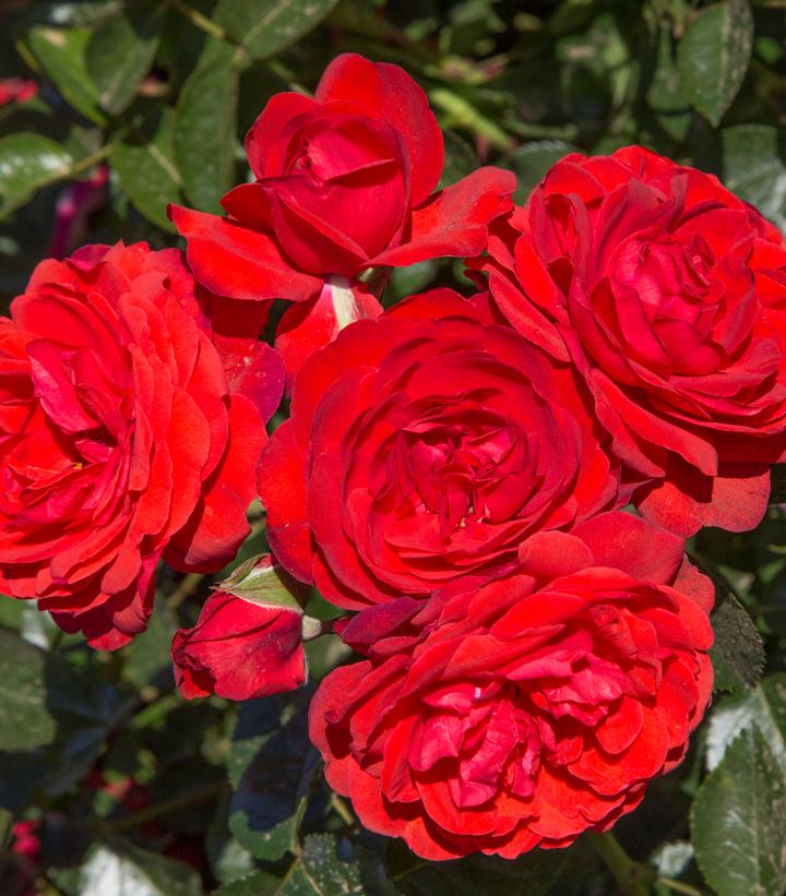 Rosa Canyon Road™ Canyon Road™ Floribunda Rose from Prides Corner