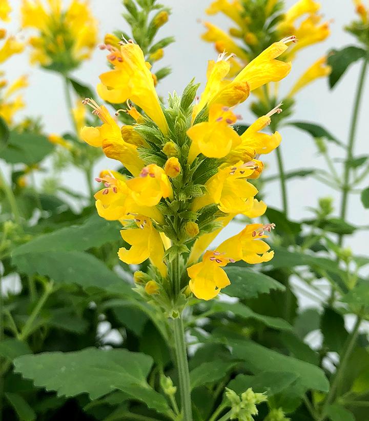 Agastache Poquito Butter Yellow