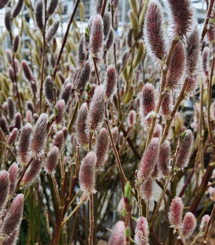 Salix gracilistyla 'Mt. Aso'