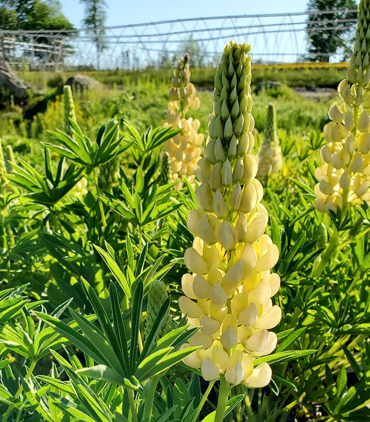 Lupinus p. lupini 'Yellow Shades'