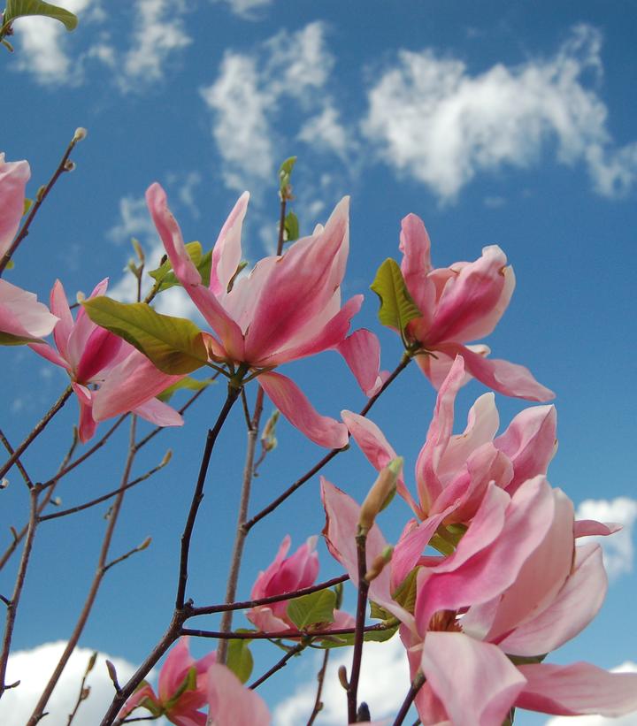 Magnolia Daybreak