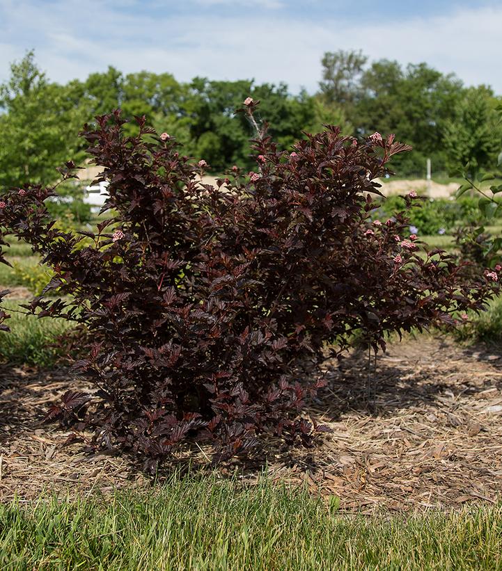 Physocarpus opulifolius Fireside®