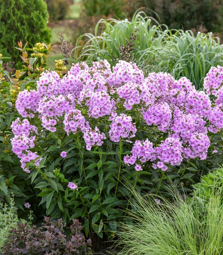 Phlox paniculata Luminary™ 'Opalescence'