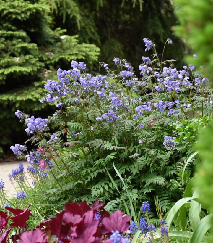 Polemonium hybrid 'Heaven Scent'