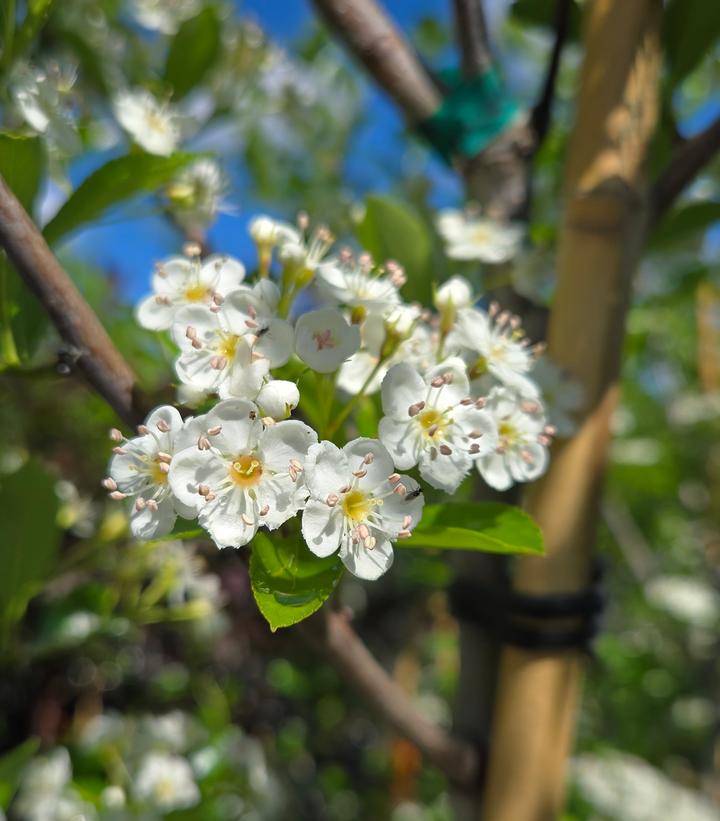 Crataegus crus-galli var. inermis Crusader®