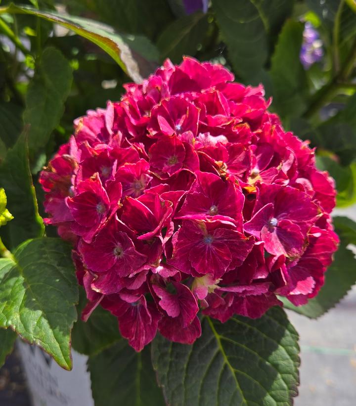 Hydrangea macrophylla Wee Bit Grumpy®