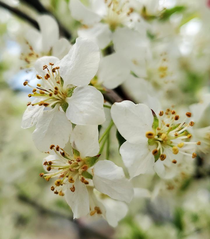 Malus sargentii 