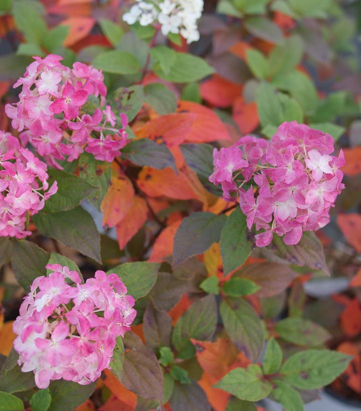 Hydrangea paniculata Quick Fire Fab®
