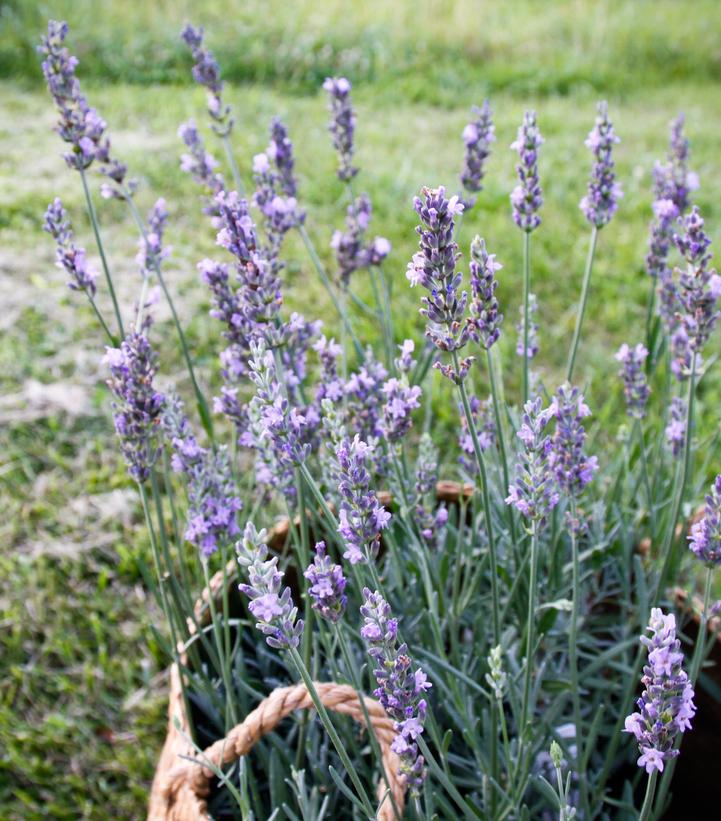 Lavandula x intermedia Sensational!®