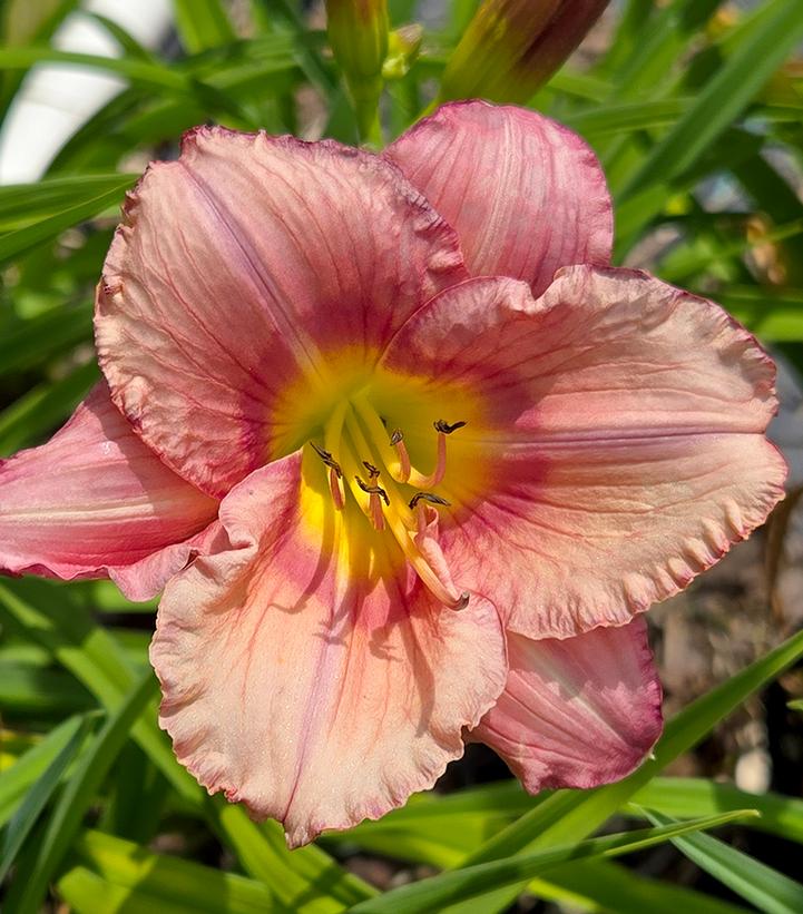 Hemerocallis 'Stephanie Returns'