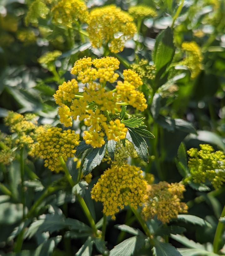 Zizia aptera Heart Leafed Meadow Parsnip from Prides Corner Farms