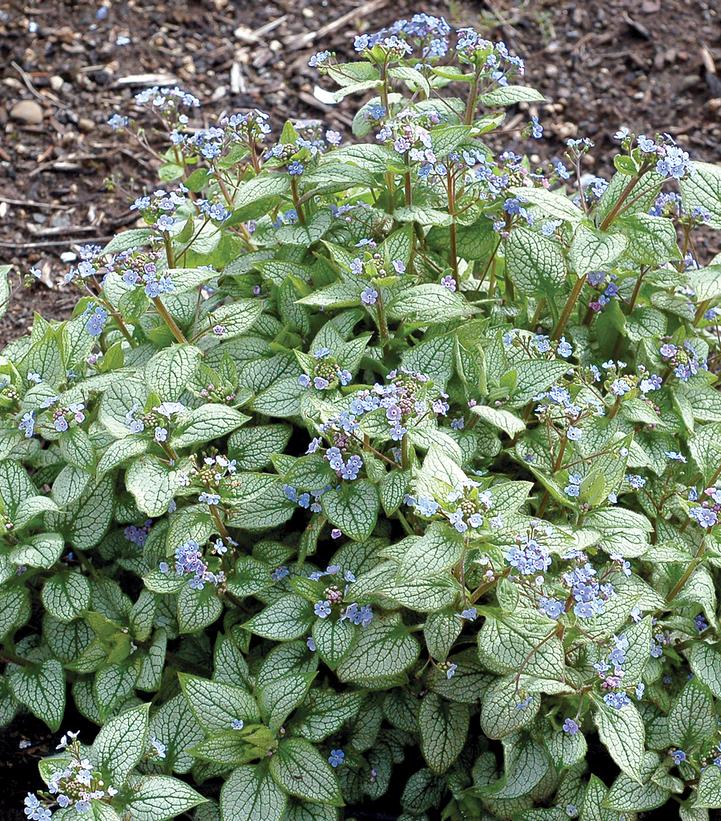 Brunnera 'Alexandria'