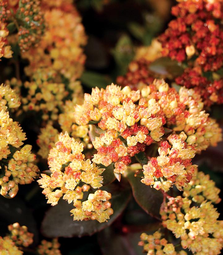 Sedum telephium 'Peach Pearls'