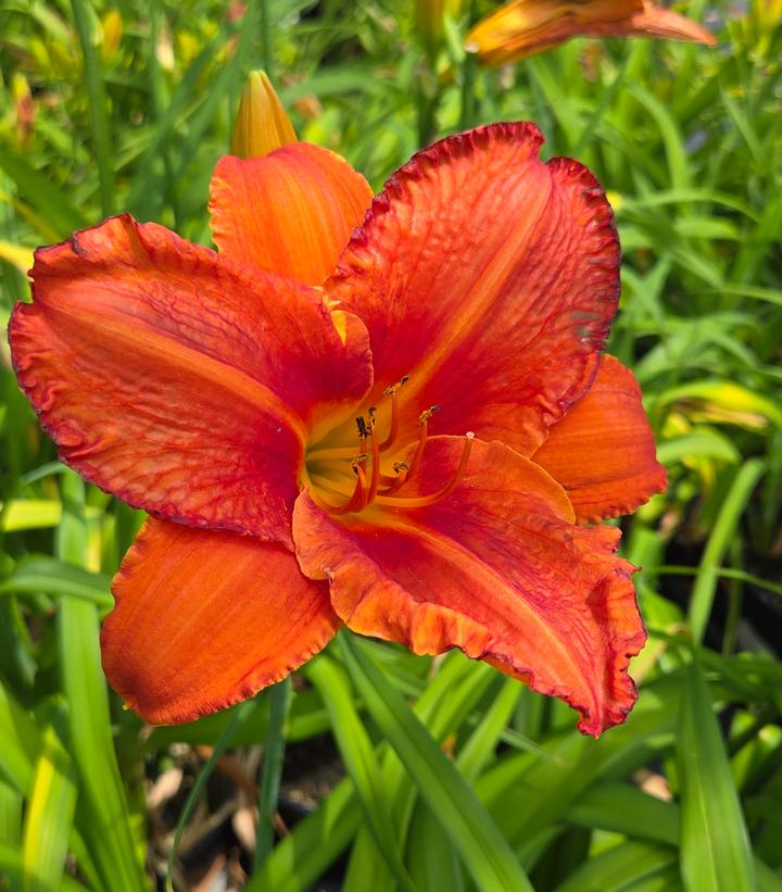 Hemerocallis 'Alabama Jubilee'