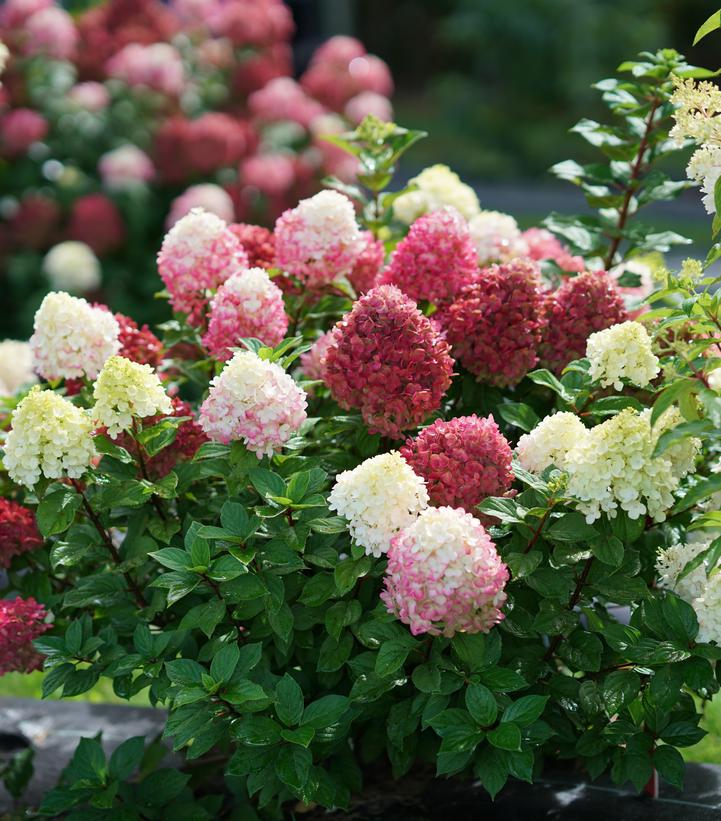 Hydrangea pan. Little Lime Punch®