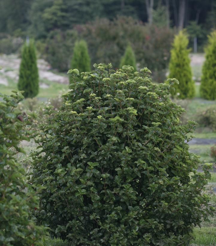 Viburnum dentatum var. deamii All That Glows® All That Glows Arrowwood