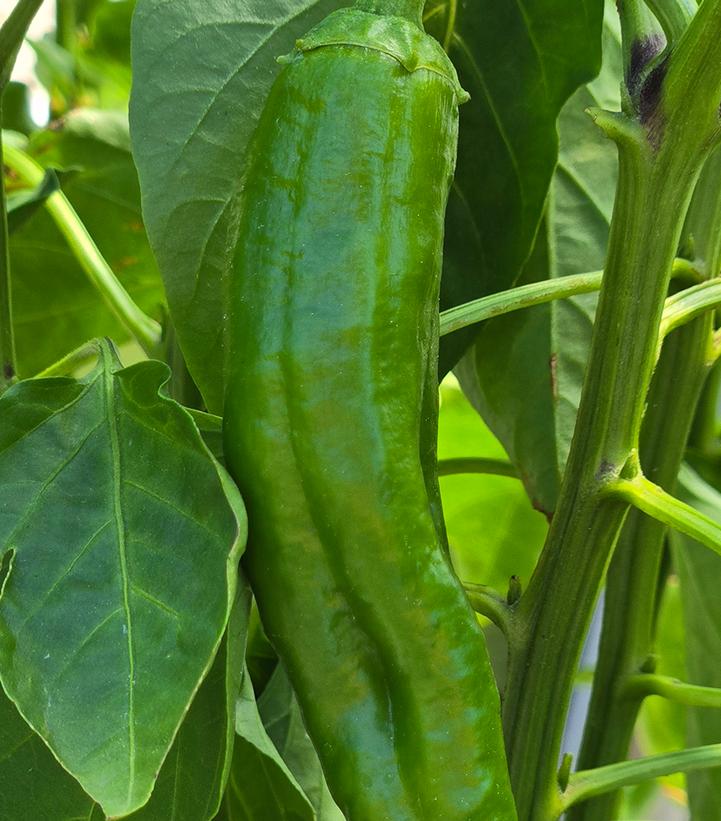 Pepper hybrid Spitfire