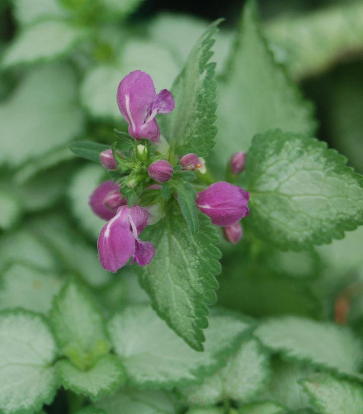 Lamium 'Purple Dragon'