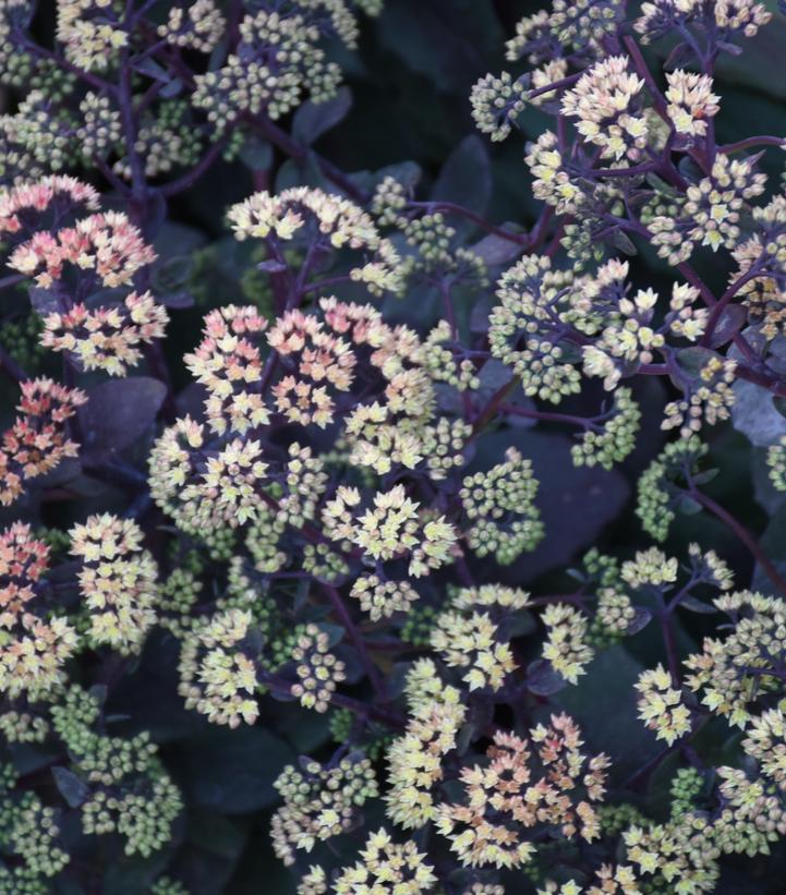 Sedum 'Night Light'