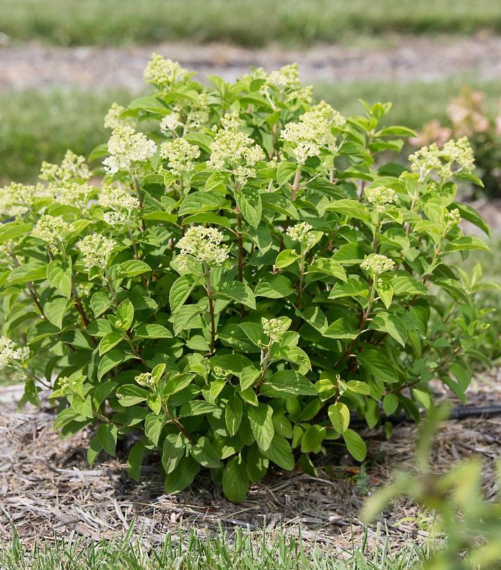 Hydrangea pan. Little Hottie® Panicle Hydrangea