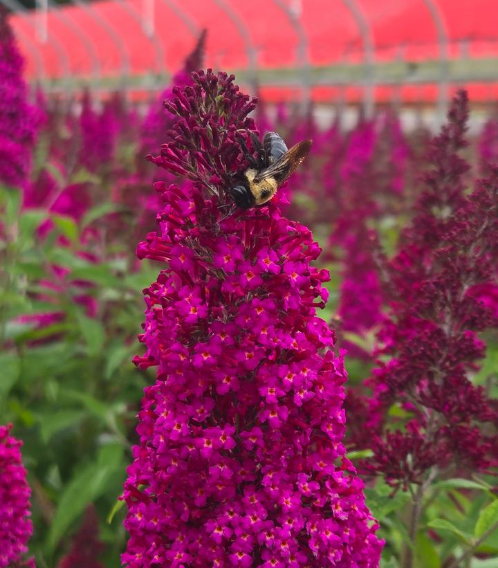 Buddleia davidii Funky Fuchsia™