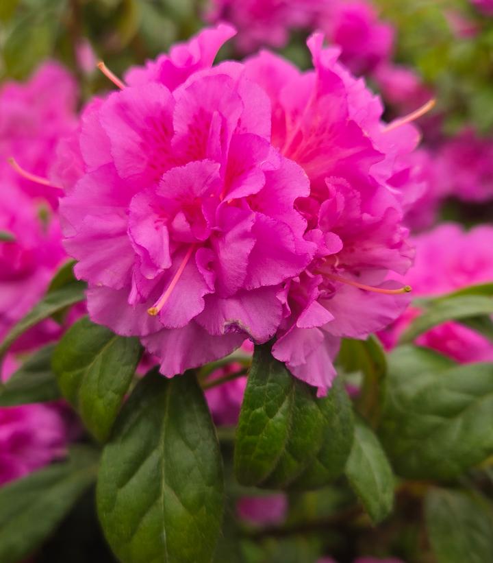 Azalea x Encore® Autumn Majesty®