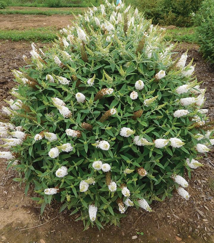 Buddleia davidii Dapper® White