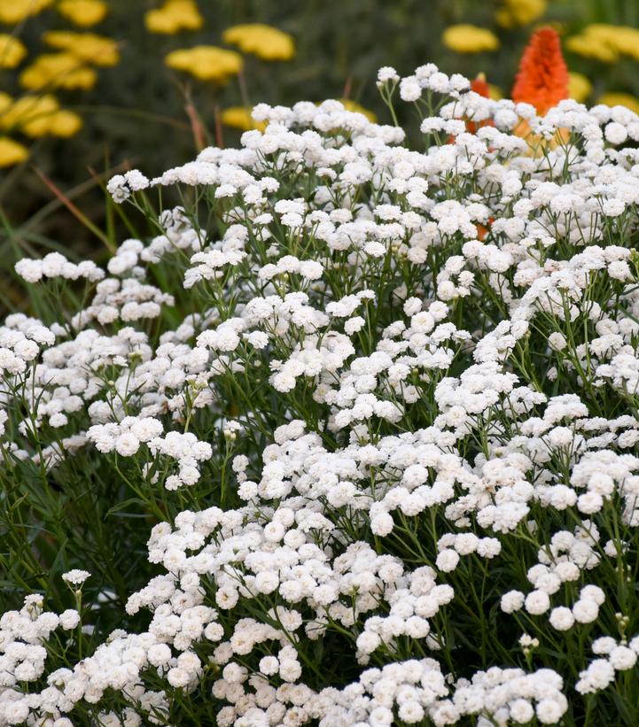 Achillea ptarmica 'Peter Cottontail'