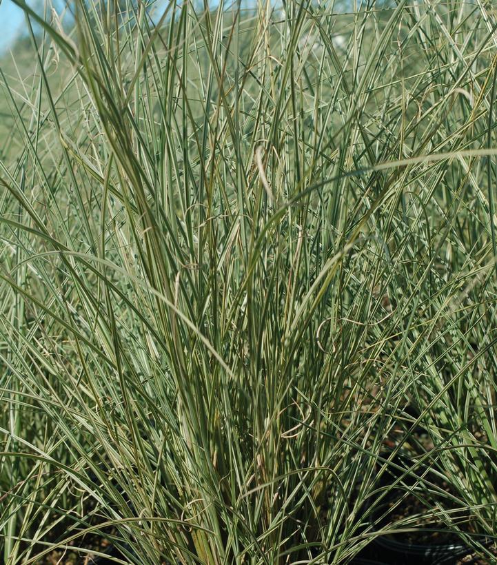 Miscanthus sinensis Morning Light