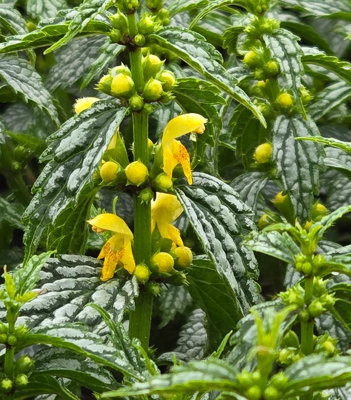 Lamiastrum galeobdolon 'Herman's Pride'